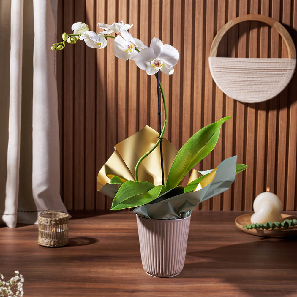 White Orchid Ceramic Pot Plant – how the gift is presented