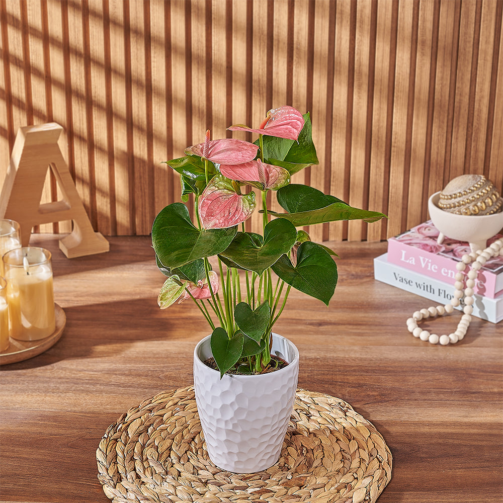 Anthurium Plant with White Pot – how the gift is presented