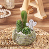 Cactus Planter Gift, plant gift, plant, cactus gift, cactus, Chicago delivery