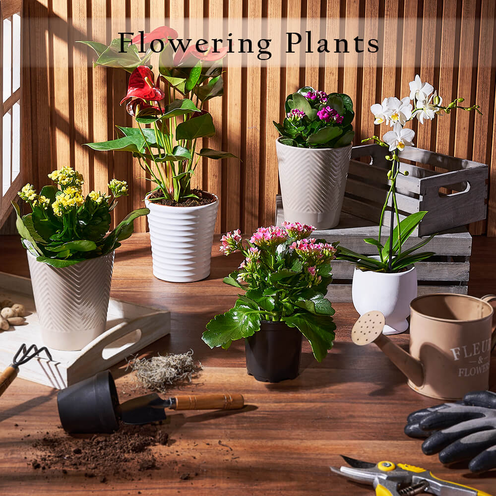 Flowering Plants from Chicago Baskets - Flowering Plants Subscription - Chicago Delivery.