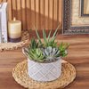 With the Generous Succulent Gift, enjoy a beautiful and vibrant plant gift that is sure to brighten up any space, Chicago delivery