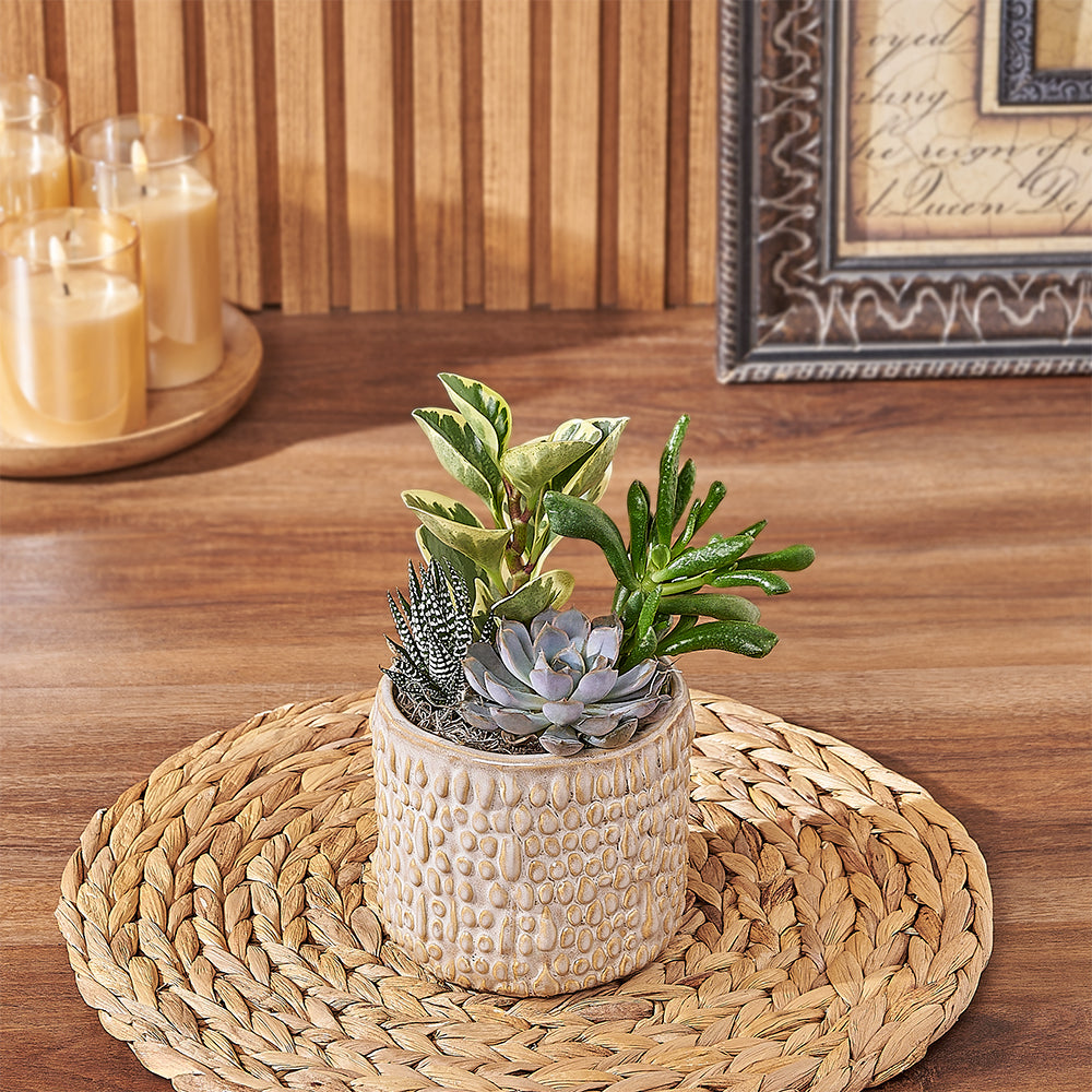 Natural Succulent Plant Gift, plant gift, plant, succulent gift, succulent, Chicago delivery