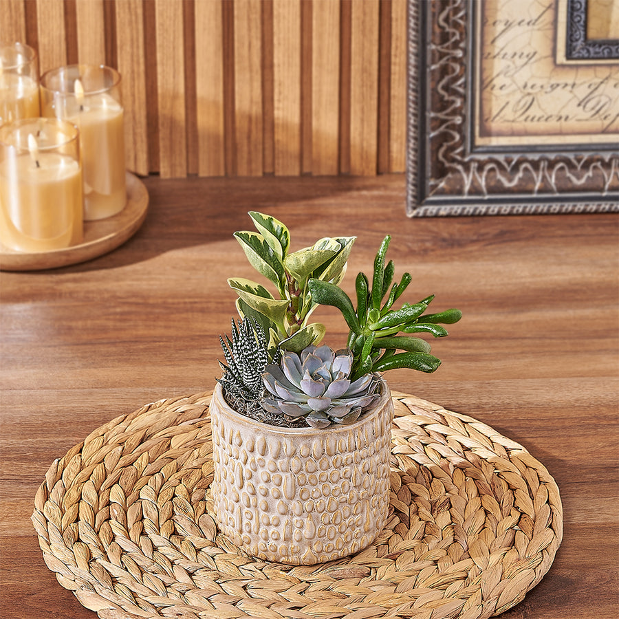 Natural Succulent Plant Gift, plant gift, plant, succulent gift, succulent, Chicago delivery