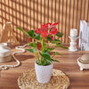 Potted Anthurium Plant, plant gift, plant, floral gift, floral, Chicago delivery