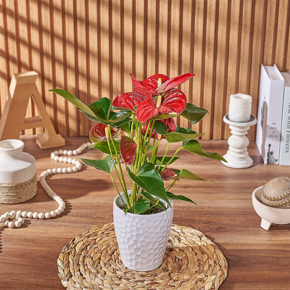 Potted Anthurium Plant, plant gift, plant, floral gift, floral, Chicago delivery