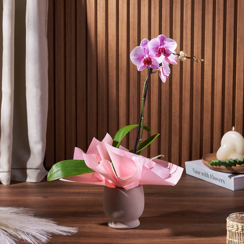 Potted Mini Phalaenopsis Orchid from Chicago Baskets - Flower Gift - Chicago Delivery.