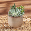 Potted Succulent Trio, plant gift, plant, succulent gift, succulent, Chicago delivery