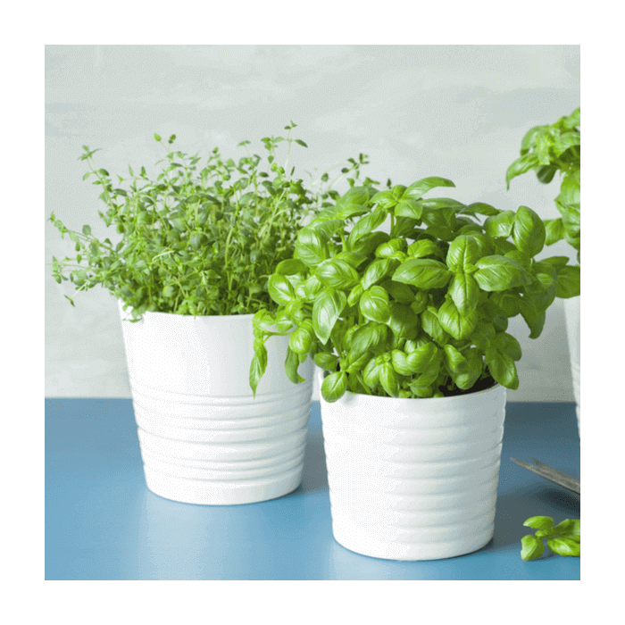 Seasonal Plants from Los Angeles Baskets - Plant Gift Subscription - Los Angeles Delivery