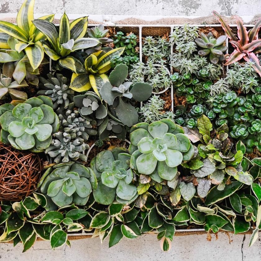 Succulents & Cacti From Chicago Baskets - Plant Gift - Chicago Delivery