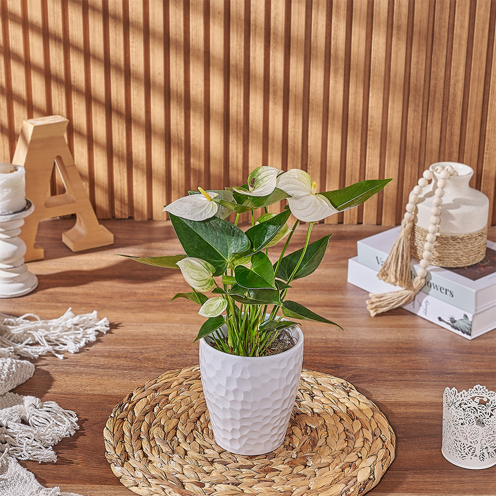 Send the White Anthurium Plant to anyone who loves a beautiful and natural plant gift, Chicago delivery