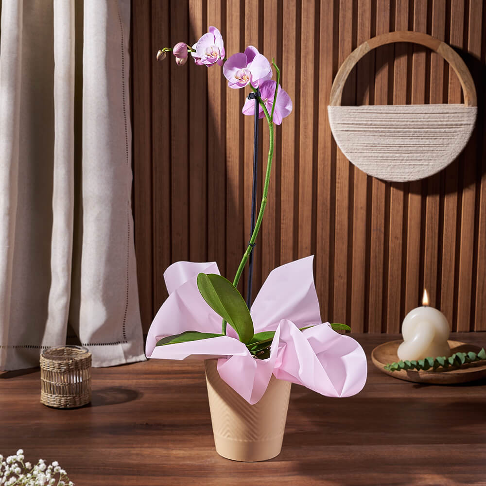 Phalaenopsis Orchid Flowering Plant – how the gift is presented