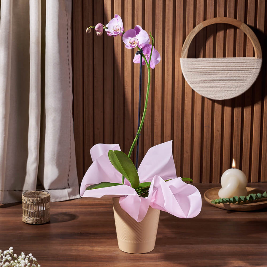 Wondrous Orchid Gift – Chicago baskets – Chicago delivery